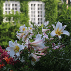 Calendrier des floraisons